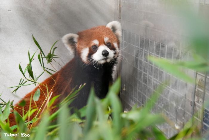 萌力升級！上海小貓熊新夥伴抵臺，臺北動物園迎來保育新希望